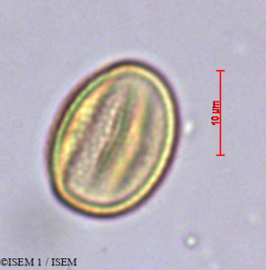 Ardisia polycephala - lame n° 29373